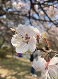 春日绽放的娇艳杏花