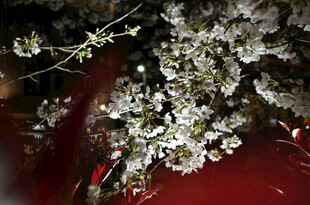 夜赏盛开樱花美景
