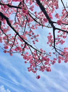 蓝天映衬下的粉嫩樱花枝
