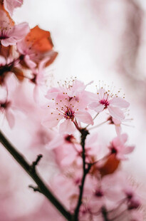 粉色烂漫樱花枝头绽放