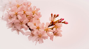 粉嫩樱花枝特写