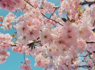 烂漫樱花绽放蓝天之下