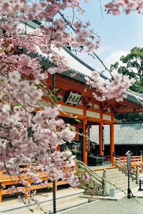 日式神社前的烂漫樱花