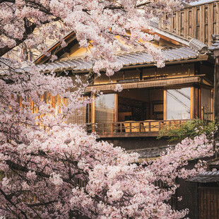 日式木屋旁盛开的樱花
