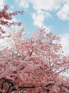 春日烂漫樱花树景