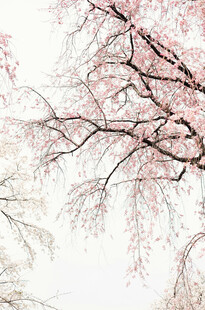 粉白樱花树枝雪景图