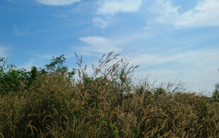 蓝天野草风景图