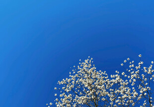 蓝天映衬下的繁花梨树