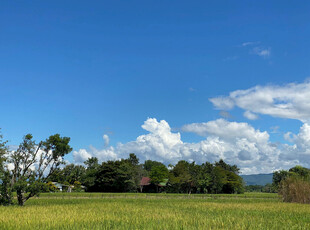 广袤田野与蓝天白云美景