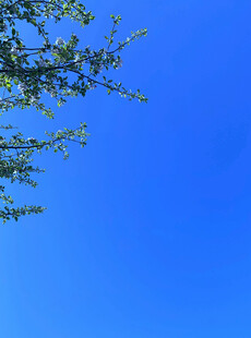 蓝天树枝风景图