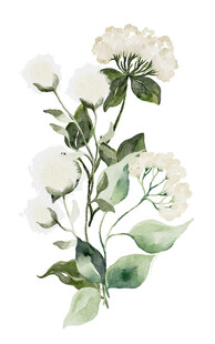 水彩绘白色花卉植物图