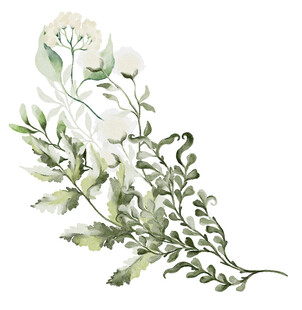 水彩绘白色花卉枝叶