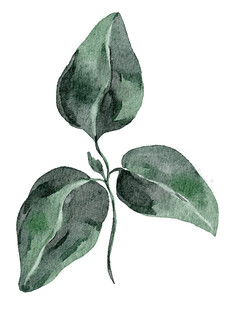 水彩绘绿叶植物