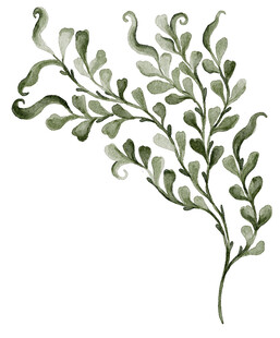 手绘绿植枝叶装饰图案