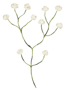 白色小花枝特写