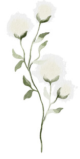 白色花卉植物插画