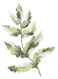 水彩绘蕨类植物叶片