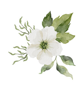 白色花卉水彩插画