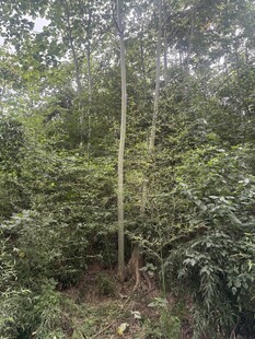 茂密丛林中的挺拔树木
