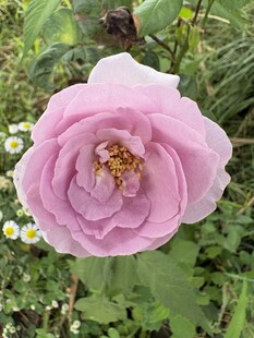 粉色娇艳月季花