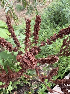 棕红色羽状植物特写