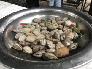 一盆新鲜蛤蜊