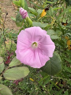 粉色牵牛花绽放于草丛