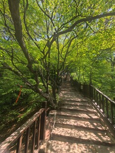 林间木栈道绿意盎然景