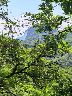山林间绿意盎然的自然景致