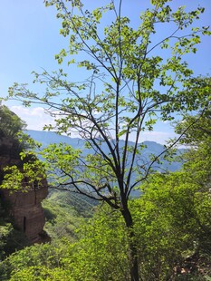 山间绿树成荫的秀丽景致