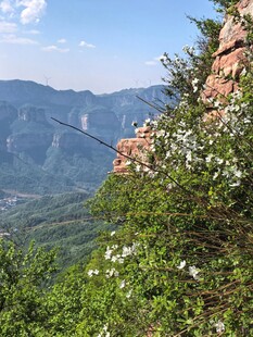 山间繁花伴翠景