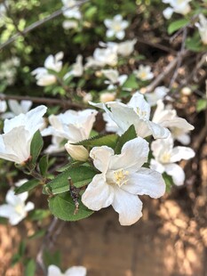 洁白绽放的清新木绣球花