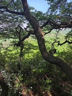 山林中虬曲苍劲的古树