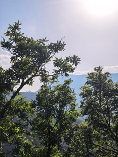 阳光透过枝叶的山林景致