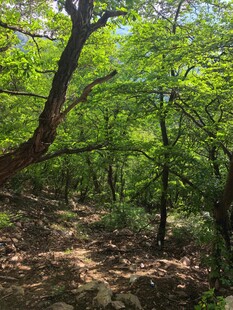 林间小径绿意盎然的自然景