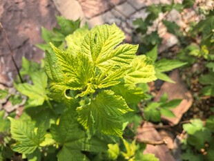 嫩绿叶片的清新植物