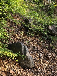 山林间的岩石与绿植