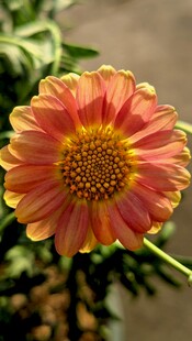 橙黄相间的向日葵