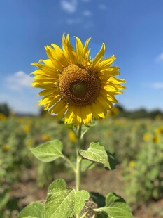 田野中绽放的单株向日葵