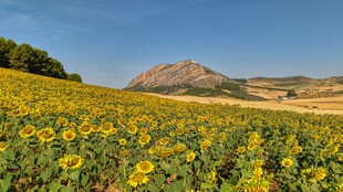金黄向日葵田野与远山