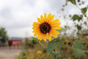 田野中的灿烂向日葵