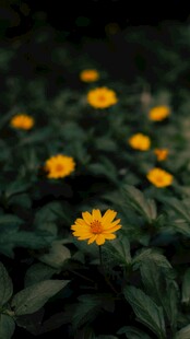 黄色菊花