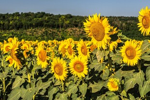 灿烂向日葵花海