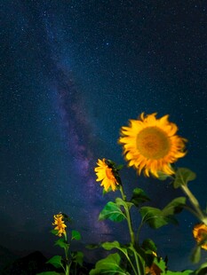 星空下的向日葵
