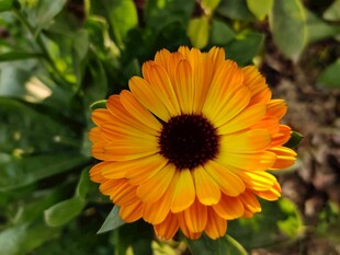 橙色金盏花特写
