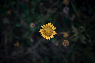  黄色菊花