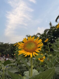 阳光下的灿烂向日葵