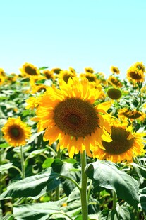 向日葵花海 