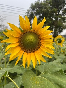 向日葵花田中的灿烂花朵