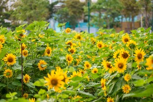 灿烂向日葵花海